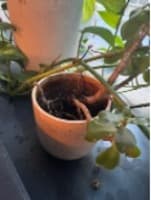 Plant Pot