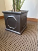 Pot plant