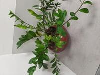 Plant in pot