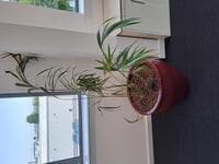 Large plant pot and plant