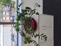 Plant in pot