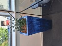 Large rectangular plant pot and plant