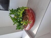 Round plant pot and plant