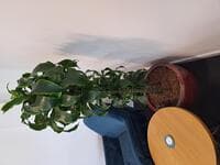 Round plant pot with large plant
