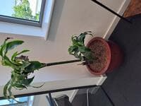 Round plant pot and plant