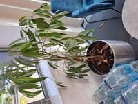 Round plant pot and plant